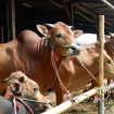 Ilustrasi sapi. Foto: Resya Firmansyah/kumparan