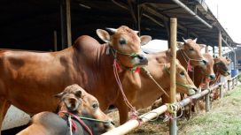 Ilustrasi sapi. Foto: Resya Firmansyah/kumparan