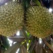 Buah Durian. Foto: PaluPoso