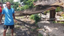 warga tebang pohon timpah kabel listrik/Ist