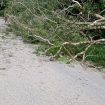 Pohon tumbang mengakibatkan jaringan listrik di Sigi padam. Foto : PLN ULP Donggala
