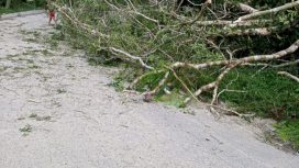 Pohon tumbang mengakibatkan jaringan listrik di Sigi padam. Foto : PLN ULP Donggala