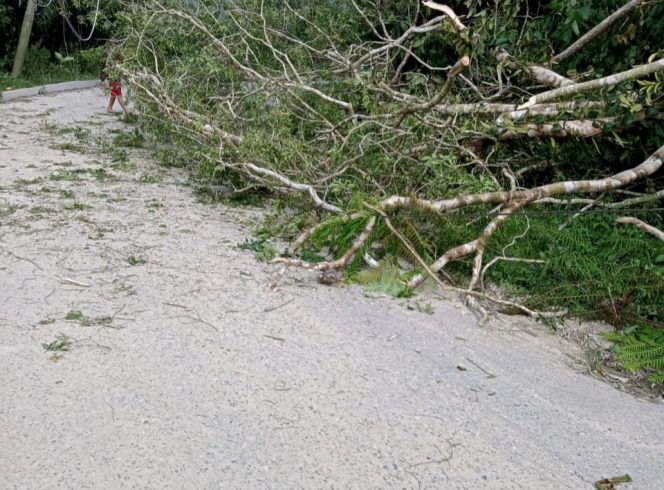 
 Pohon tumbang mengakibatkan jaringan listrik di Sigi padam. Foto : PLN ULP Donggala
