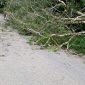Pohon tumbang mengakibatkan jaringan listrik di Sigi padam. Foto : PLN ULP Donggala
