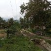 Pohon tumbang akibatkan pasokan listrik ke Pakuli dan Kulawi terhenti. Foto: Vito Tafwidh Raharso