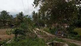 Pohon tumbang akibatkan pasokan listrik ke Pakuli dan Kulawi terhenti. Foto: Vito Tafwidh Raharso