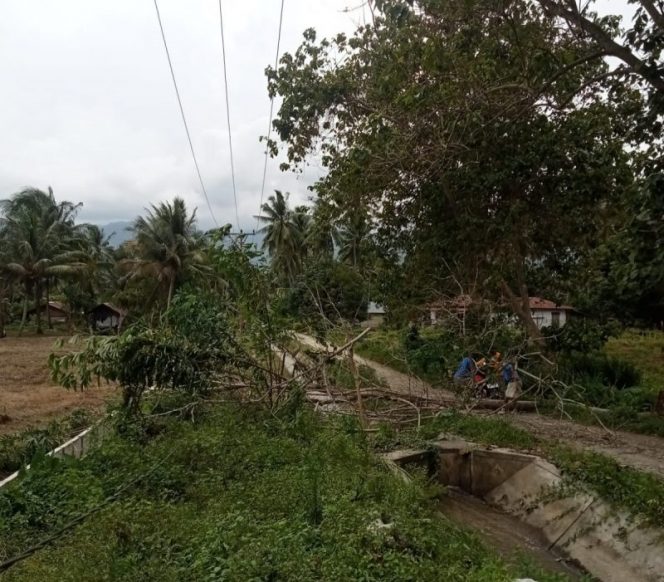 
 Pohon tumbang akibatkan pasokan listrik ke Pakuli dan Kulawi terhenti. Foto: Vito Tafwidh Raharso
