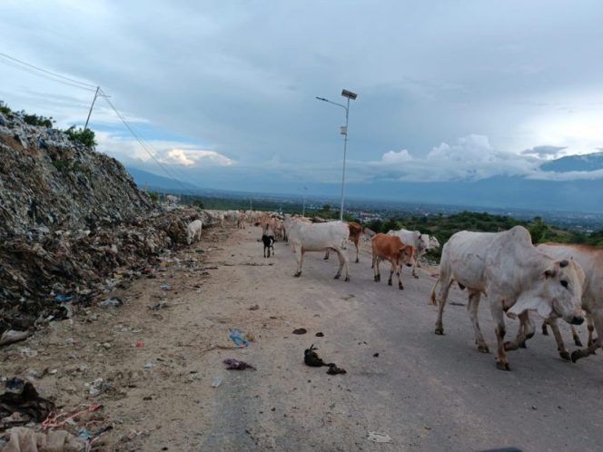 
 Tiga spesies hewan mencari makanan di Tempat Pembuangan Akhir (TPA) sampah di Kawatuna, Kota Palu, Indonesia. Foto : tim PaluPoso.id