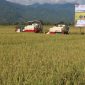 Petani di Kabupaten Parigi Moutong sesaat akan panen padi. Foto: Barantan Palu