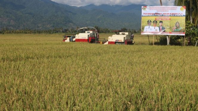 
 Petani di Kabupaten Parigi Moutong sesaat akan panen padi. Foto: Barantan Palu