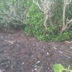 Sampah kiriman terus berdatangan di kawasan objek wisata mangrove di Kelurahan Kabonena Besar. Foto: Yuryanto
