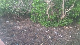 Sampah kiriman terus berdatangan di kawasan objek wisata mangrove di Kelurahan Kabonena Besar. Foto: Yuryanto