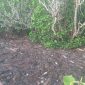 Sampah kiriman terus berdatangan di kawasan objek wisata mangrove di Kelurahan Kabonena Besar. Foto: Yuryanto