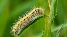 Ulat Bulu. Foto: iStock
