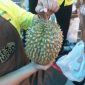 Ilustrasi memilih durian. Foto: Helinsa Rasputri/kumparan
