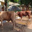 Sapi kurban di Polda Metro Jaya, Jakarta, Senin (17/6/2024). Foto: Thomas Bosco/kumparan