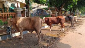 Sapi kurban di Polda Metro Jaya, Jakarta, Senin (17/6/2024). Foto: Thomas Bosco/kumparan