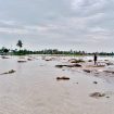 Seorang anak melintasi lahan pertanian yang tergenang banjir dan lumpur di Desa Balinggi Jati, Parigi Moutong, Kamis, 26 Juni 2025. Banjir terjadi akibat luapan Sungai Tapiao setelah hujan deras mengguyur wilayah tersebut. Foto: Istimewa 
