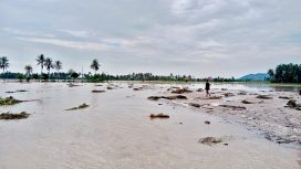 Seorang anak melintasi lahan pertanian yang tergenang banjir dan lumpur di Desa Balinggi Jati, Parigi Moutong, Kamis, 26 Juni 2025. Banjir terjadi akibat luapan Sungai Tapiao setelah hujan deras mengguyur wilayah tersebut. Foto: Istimewa 