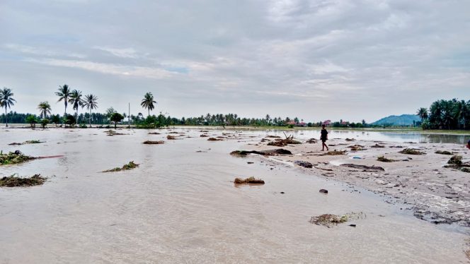 
 Seorang anak melintasi lahan pertanian yang tergenang banjir dan lumpur di Desa Balinggi Jati, Parigi Moutong, Kamis, 26 Juni 2025. Banjir terjadi akibat luapan Sungai Tapiao setelah hujan deras mengguyur wilayah tersebut. Foto: Istimewa 