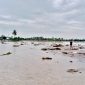Seorang anak melintasi lahan pertanian yang tergenang banjir dan lumpur di Desa Balinggi Jati, Parigi Moutong, Kamis, 26 Juni 2025. Banjir terjadi akibat luapan Sungai Tapiao setelah hujan deras mengguyur wilayah tersebut.