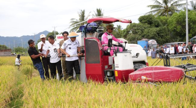 Bupati Parigi Moutong, Erwin Burase, bersama sejumlah pejabat daerah ikut mengoperasikan mesin panen padi saat Panen Padi Perdana di Desa Kasimbar Palapi, Kecamatan Kasimbar, Rabu (29/10/2025). Foto: Istimewa