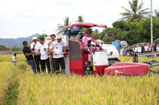 
 Bupati Parigi Moutong, Erwin Burase, bersama sejumlah pejabat daerah ikut mengoperasikan mesin panen padi saat Panen Padi Perdana di Desa Kasimbar Palapi, Kecamatan Kasimbar, Rabu (29/10/2025). Foto: Istimewa 