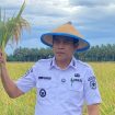 Bupati Parigi Moutong, Erwin Burase, memegang padi saat berada di area persawahan sebagai simbol komitmen menjaga ketahanan pangan dan menolak aktivitas tambang ilegal di wilayahnya. Foto: Istimewa