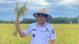 Bupati Parigi Moutong, Erwin Burase, memegang padi saat berada di area persawahan sebagai simbol komitmen menjaga ketahanan pangan dan menolak aktivitas tambang ilegal di wilayahnya. Foto: Istimewa