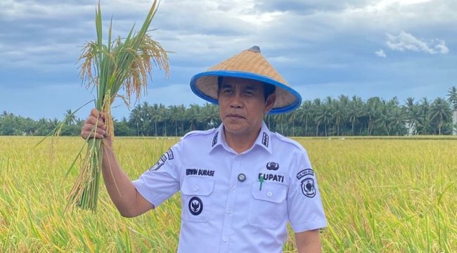 Bupati Parigi Moutong, Erwin Burase, memegang padi saat berada di area persawahan sebagai simbol komitmen menjaga ketahanan pangan dan menolak aktivitas tambang ilegal di wilayahnya. Foto: Istimewa