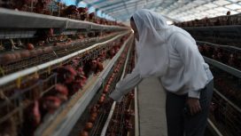 Wakil Wali Kota Palu memeriksa produksi telur saat sidak distributor di Kelurahan Layana. Foto: Jufri/Pemkot Palu