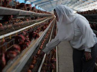 Wakil Wali Kota Palu memeriksa produksi telur saat sidak distributor di Kelurahan Layana. Foto: Jufri/Pemkot Palu 
