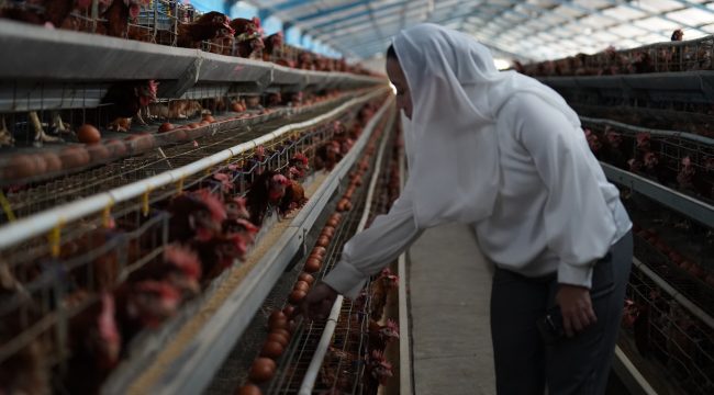 Wakil Wali Kota Palu memeriksa produksi telur saat sidak distributor di Kelurahan Layana. Foto: Jufri/Pemkot Palu 