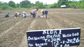 Petani Kelurahan Petobo menanam bawang merah varietas Tajuk di lahan hortikultura sebagai bagian dari upaya penguatan ketahanan pangan Kota Palu, Senin (12/1/2026). Foto: Pemkot Palu