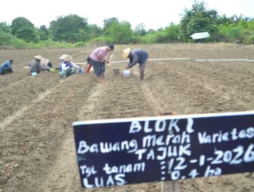 Petani Kelurahan Petobo menanam bawang merah varietas Tajuk di lahan hortikultura sebagai bagian dari upaya penguatan ketahanan pangan Kota Palu, Senin (12/1/2026). Foto: Pemkot Palu