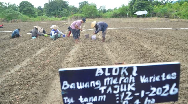 Petani Kelurahan Petobo menanam bawang merah varietas Tajuk di lahan hortikultura sebagai bagian dari upaya penguatan ketahanan pangan Kota Palu, Senin (12/1/2026). Foto: Pemkot Palu