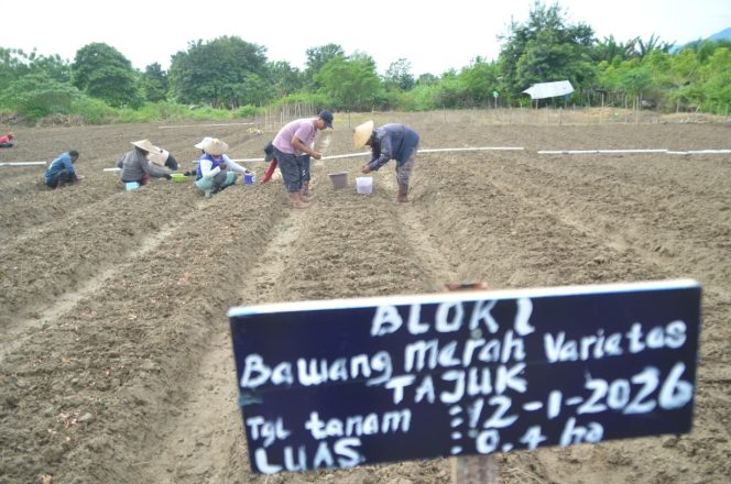 
 Petani Kelurahan Petobo menanam bawang merah varietas Tajuk di lahan hortikultura sebagai bagian dari upaya penguatan ketahanan pangan Kota Palu, Senin (12/1/2026). Foto: Pemkot Palu