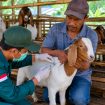 Ilustrasi vaksinasi kambing di salah satu kandang peternak. Foto: PPID