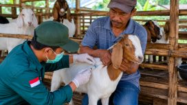 Ilustrasi vaksinasi kambing di salah satu kandang peternak. Foto: PPID