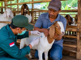 Ilustrasi vaksinasi kambing di salah satu kandang peternak. Foto: PPID 