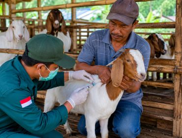 Ilustrasi vaksinasi kambing di salah satu kandang peternak. Foto: PPID