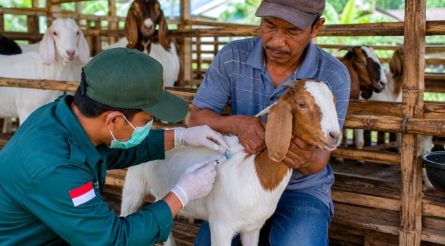 Ilustrasi vaksinasi kambing di salah satu kandang peternak. Foto: PPID 