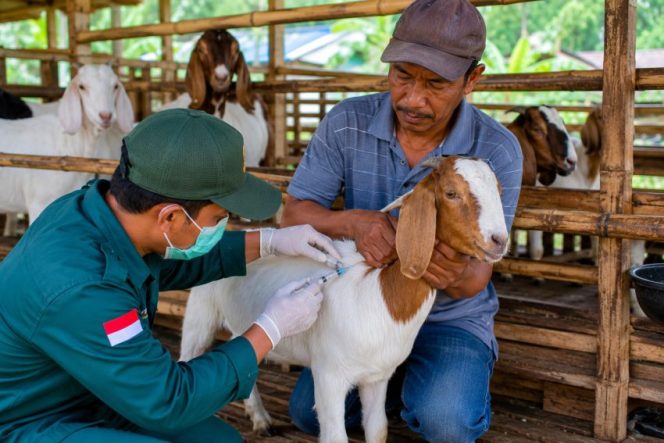 
 Ilustrasi vaksinasi kambing di salah satu kandang peternak. Foto: PPID 