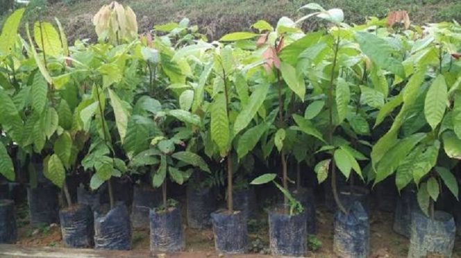 
 Pemkab Parigi Moutong Kembangkan 6,4 Juta Bibit Kakao untuk 339 Kelompok Tani. Foto: Istimewa