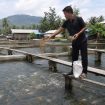 Seorang pembudidaya ikan memberi pakan di kolam budidaya. Pemerintah daerah menyalurkan 626,59 ton pupuk bersubsidi kepada pembudidaya ikan di delapan kecamatan untuk meningkatkan produktivitas sektor perikanan melalui program Gerakan Membangun dari Desa (Gerbang Desa). Foto: Ilustrasi AI