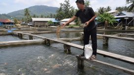 Seorang pembudidaya ikan memberi pakan di kolam budidaya. Pemerintah daerah menyalurkan 626,59 ton pupuk bersubsidi kepada pembudidaya ikan di delapan kecamatan untuk meningkatkan produktivitas sektor perikanan melalui program Gerakan Membangun dari Desa (Gerbang Desa). Foto: Ilustrasi AI