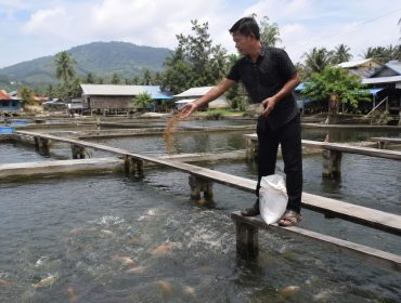Seorang pembudidaya ikan memberi pakan di kolam budidaya. Pemerintah daerah menyalurkan 626,59 ton pupuk bersubsidi kepada pembudidaya ikan di delapan kecamatan untuk meningkatkan produktivitas sektor perikanan melalui program Gerakan Membangun dari Desa (Gerbang Desa). Foto: Ilustrasi AI