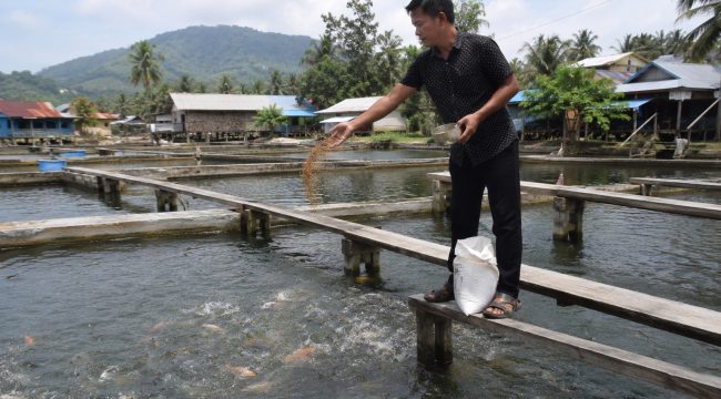 Seorang pembudidaya ikan memberi pakan di kolam budidaya. Pemerintah daerah menyalurkan 626,59 ton pupuk bersubsidi kepada pembudidaya ikan di delapan kecamatan untuk meningkatkan produktivitas sektor perikanan melalui program Gerakan Membangun dari Desa (Gerbang Desa). Foto: Ilustrasi AI