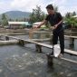 Pembudidaya ikan memberi pakan di kolam budidaya ikan.