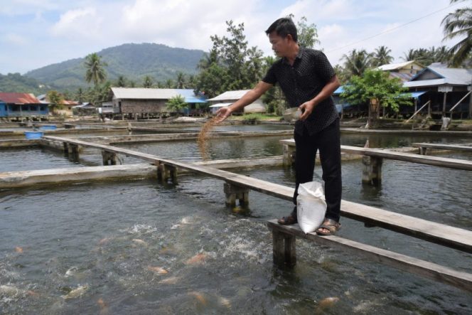 
 Seorang pembudidaya ikan memberi pakan di kolam budidaya. Pemerintah daerah menyalurkan 626,59 ton pupuk bersubsidi kepada pembudidaya ikan di delapan kecamatan untuk meningkatkan produktivitas sektor perikanan melalui program Gerakan Membangun dari Desa (Gerbang Desa). Foto: Ilustrasi AI